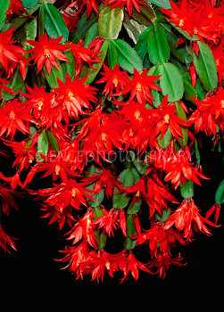 کاکتوس عید پاک